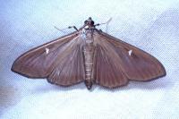 Cydalima perspectalis