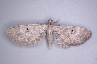 Eupithecia veratraria