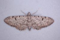 Eupithecia extraversaria