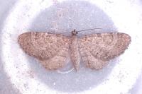 Eupithecia plumbeolata