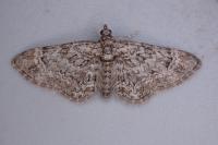 Gymnoscelis rufifasciata