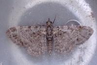 Pasiphila chloerata