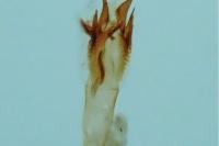 Pasiphila chloerata
