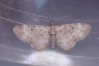 Eupithecia linariata/pulchellata/pyreneata