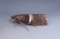 Elegia similella