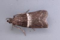 Elegia similella