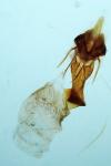 Elegia similella