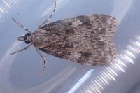 Scoparia basistrigalis