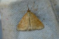 Psammotis pulveralis