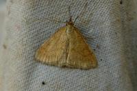 Psammotis pulveralis