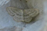 Scopula nigropunctata