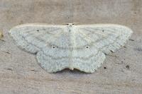 Scopula nigropunctata