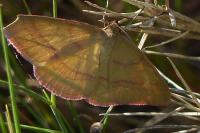 Rhodostrophia calabra