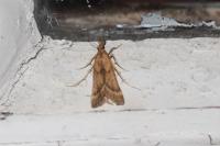 Synaphe punctalis