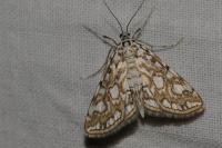 Elophila nymphaeata