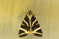Euplagia quadripunctaria