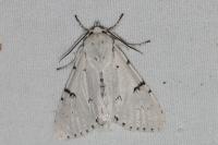 Acronicta leporina