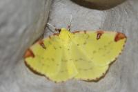 Opisthograptis luteolata
