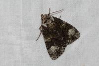 Craniophora ligustri