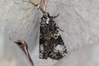 Craniophora ligustri