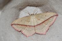 Timandra comae