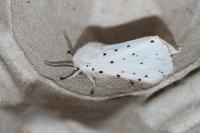 Spilosoma lubricipeda