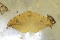 Drepana falcataria