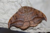 Drepana falcataria