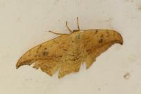 Drepana falcataria
