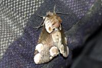 Thyatira batis