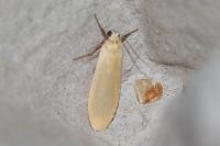 Wittia sororcula