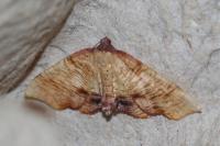Plagodis dolabraria