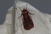 Ochropleura plecta