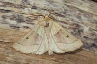 Crocallis elinguaria