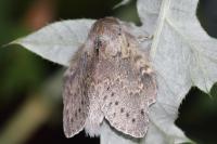 Stauropus fagi