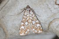 Elophila nymphaeata
