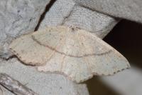 Cyclophora punctaria