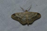 Idaea biselata