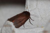 Phragmatobia fuliginosa