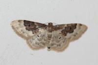 Idaea rusticata