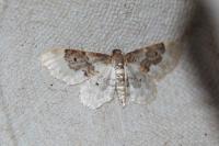 Idaea rusticata