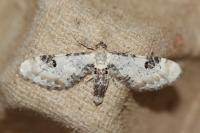 Eupithecia centaureata