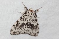 Lymantria monacha