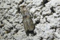 Phycita roborella
