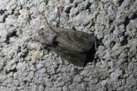 Lacanobia suasa