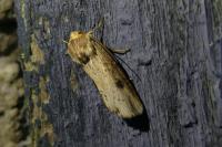 Axylia putris