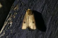 Axylia putris