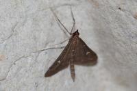 Dolicharthria punctalis