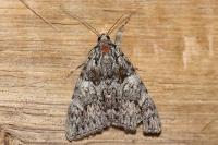 Catocala promissa