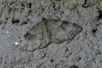 Pterapherapteryx sexalata
